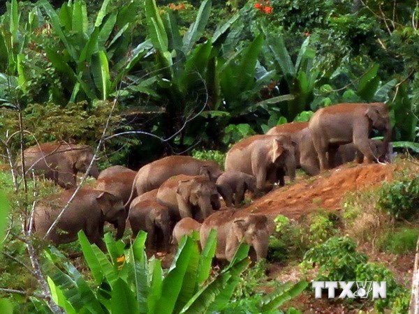 Cảnh báo tăng trưởng kinh tế đe dọa đa dạng sinh học trên khắp châu Á